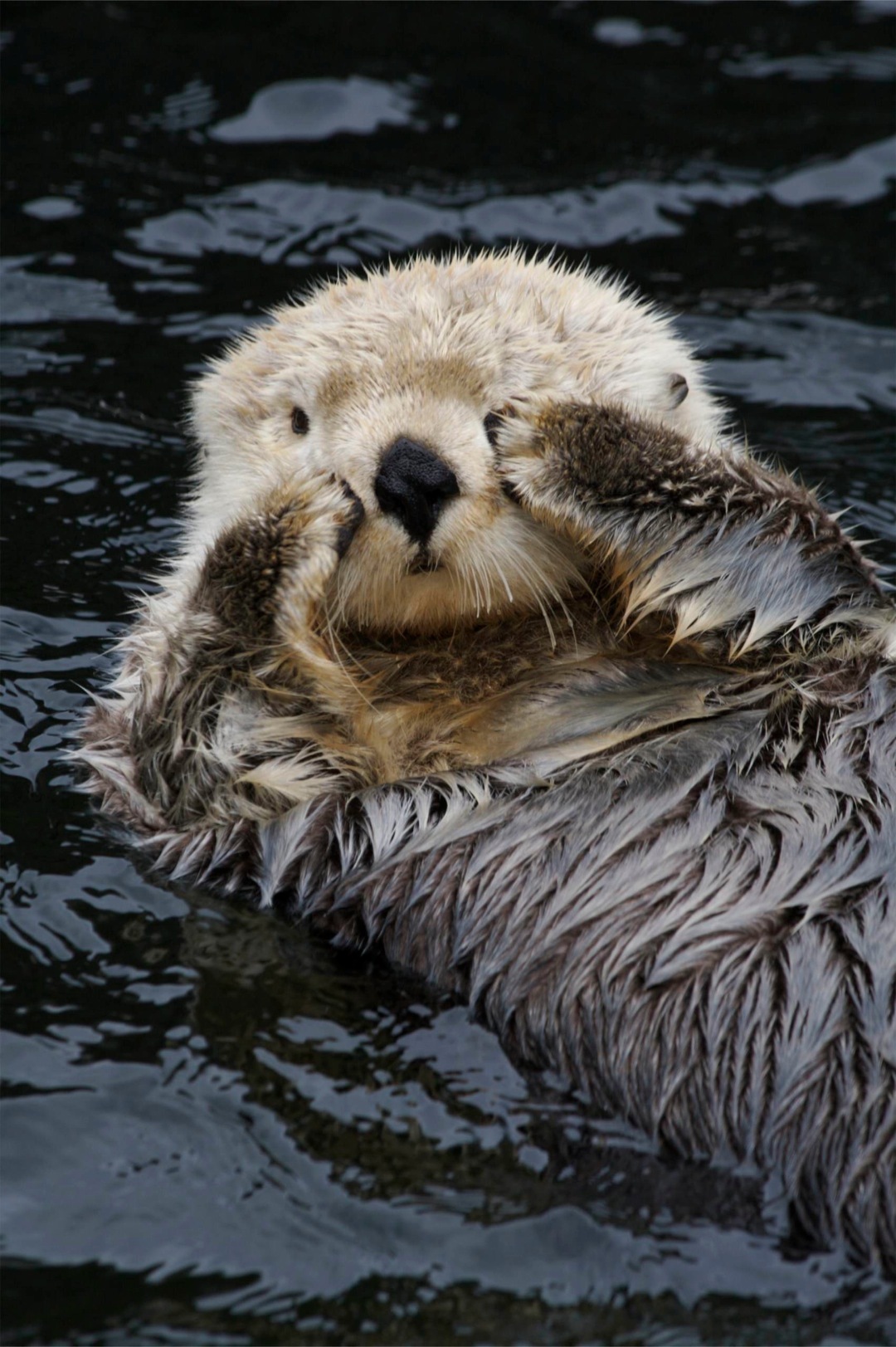 here_i_am-sea-otter.jpg